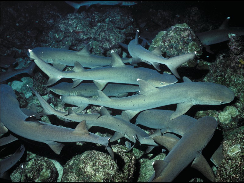 whitetipsharks-858035338-O