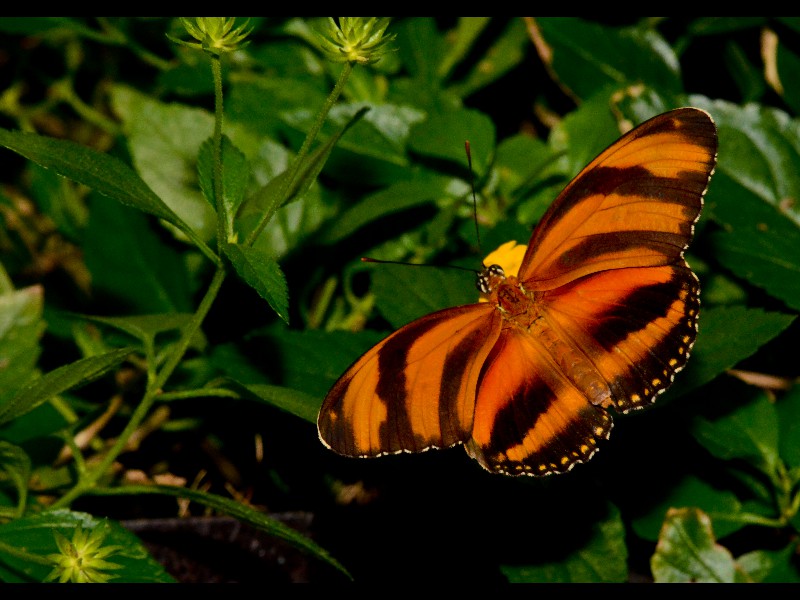 butterfly-4-1121617459-O