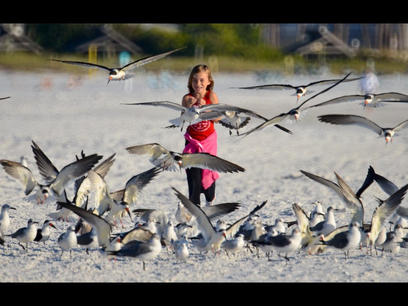 savannahbirds-3-1114670367-O